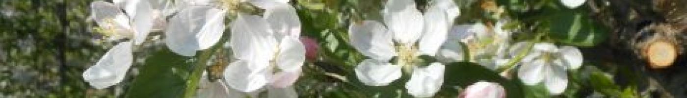 Frühling