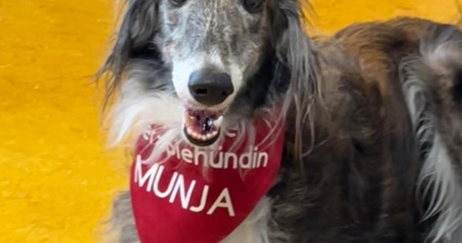 Therapiehund